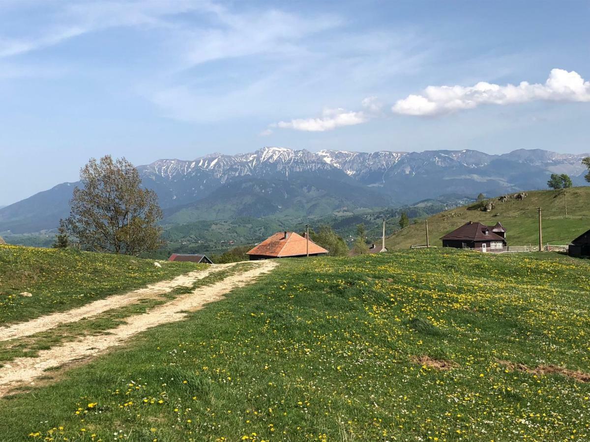 Şirnea Casa Marioara 빌라 외부 사진