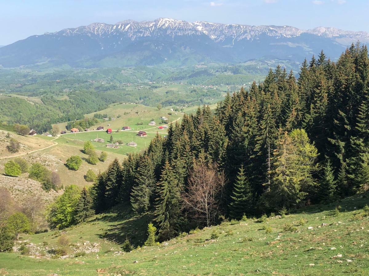 Şirnea Casa Marioara 빌라 외부 사진